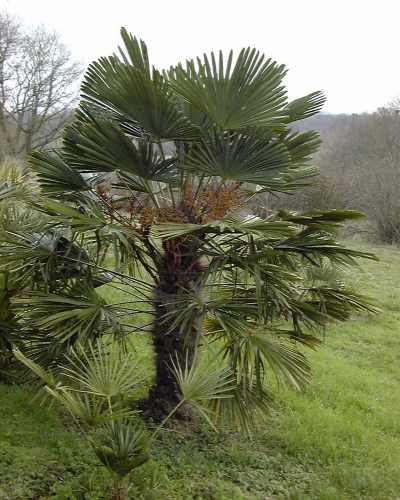Trachycarpus wagnerianus (Manatte) L. Rogez
